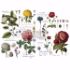 Re-design with Prima - Vintage Botanical - 120 x 88 cm Decor Transfer - 646509