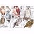 Re-design with Prima - Owl  3 stk af 15 x 30 cm Decor Transfer - 656010