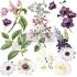 Re-design with Prima - Majestic Blooms - 2 stk af 30 x 30 cm Decor Transfer - 663513