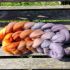 Håndmalet 18 my Falkland spindefibre - Blød og lækker